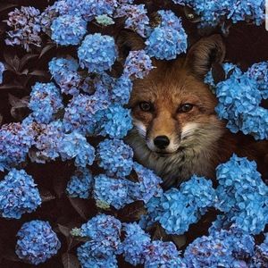 Meet your Posher, Vixen